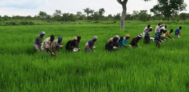 Agriculture-Kolda : Une meilleure production agricole attendue ...